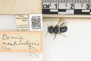 Media type: image;   Entomology 790640 Aspect: Labels
